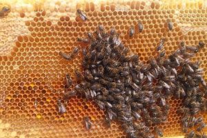 Feeding honeybees, pollen and nectar