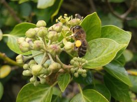 bee on ivy