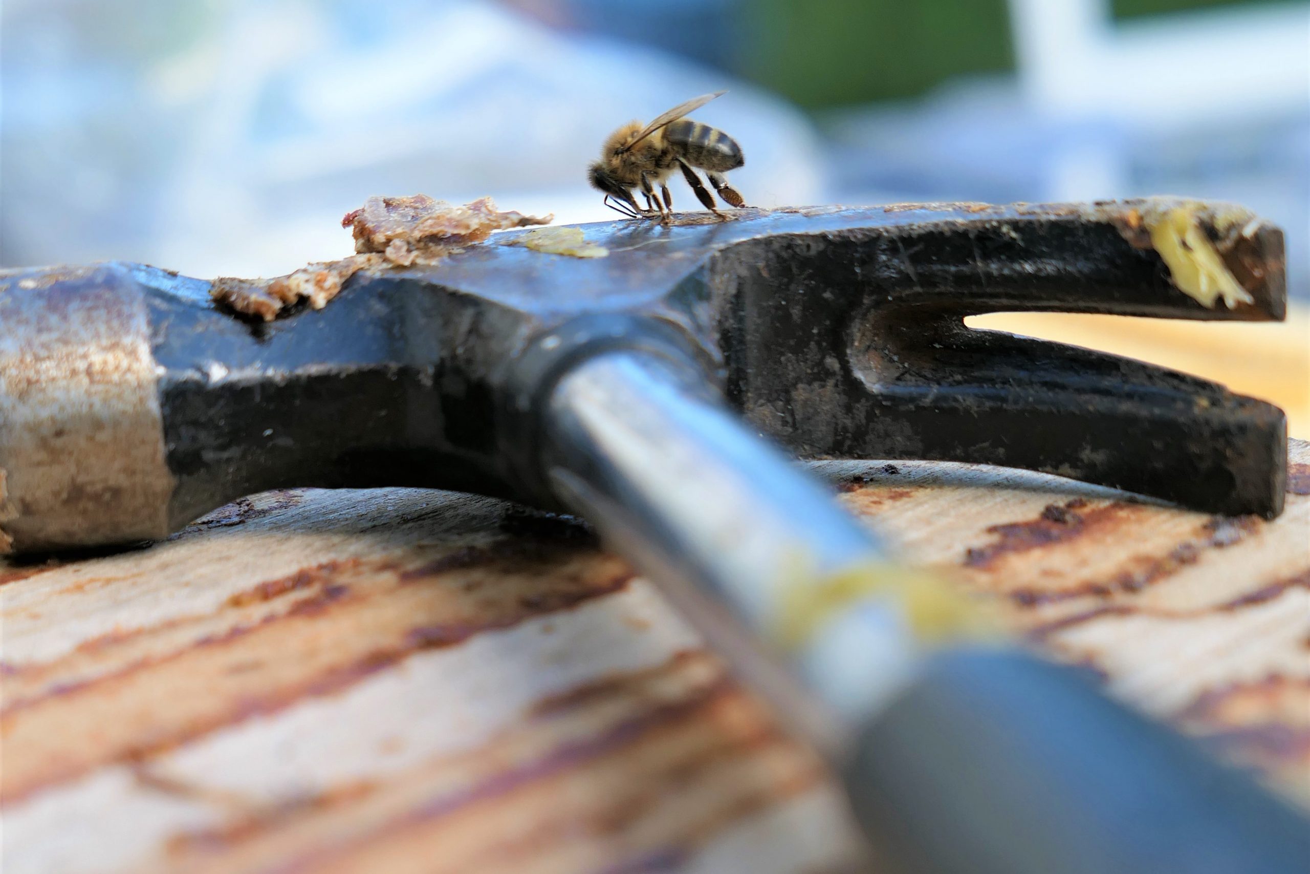 Bee on Hammer