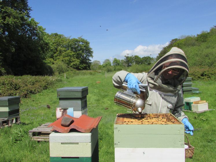 starting beekeeping