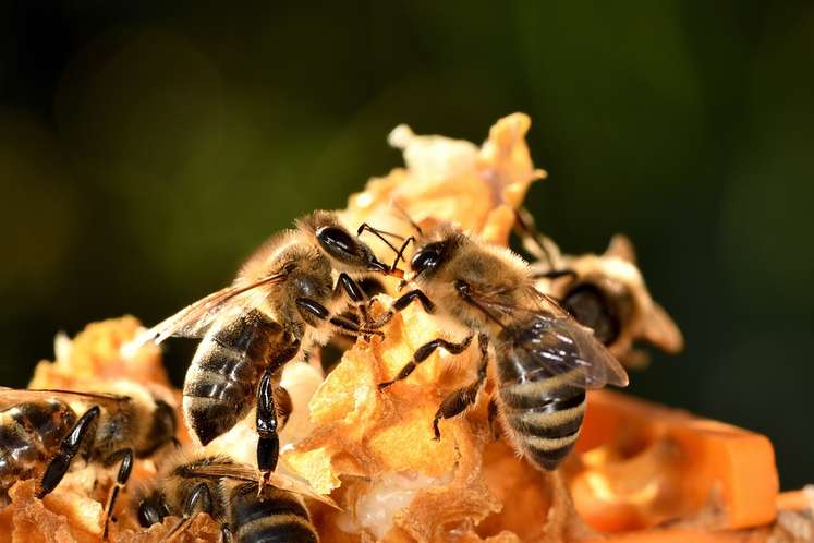 Trophallaxis Honeybee
