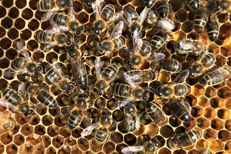 Why Are Queen Bees Failing To Reproduce?