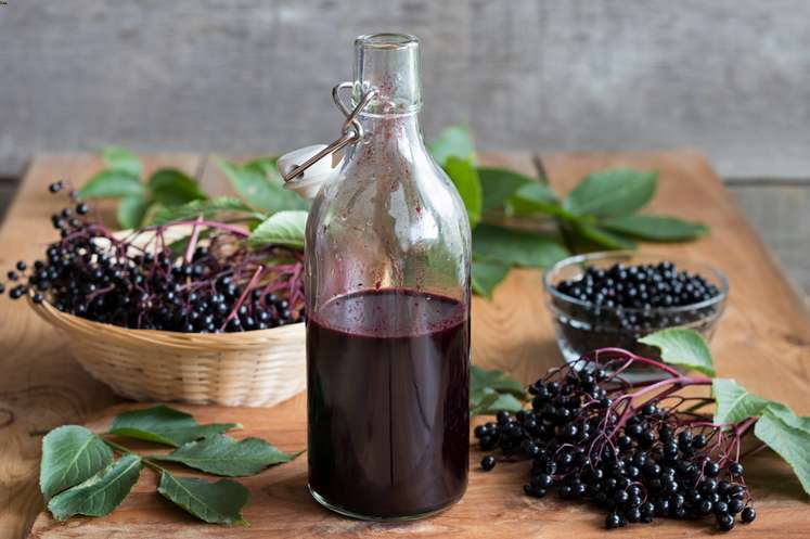 Elderberry syrup for dogs hotsell