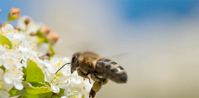 Bees Wax – Hawaiian Honey AT&S