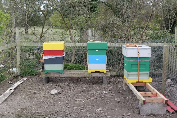 Apiary Layout - Getting the Best for You and Your Bees - Hanna's Bees