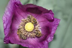 Do-bees-sleep-honeybees-in-poppy-Hannas-Bees