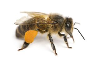 European Honeybee with pollen basket