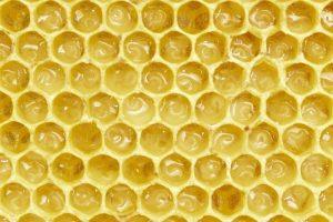 Honey bee larva floating in royal jelly