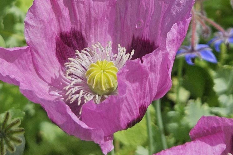 The Spike Island poppy – From an abandoned prison island to my cottage garden