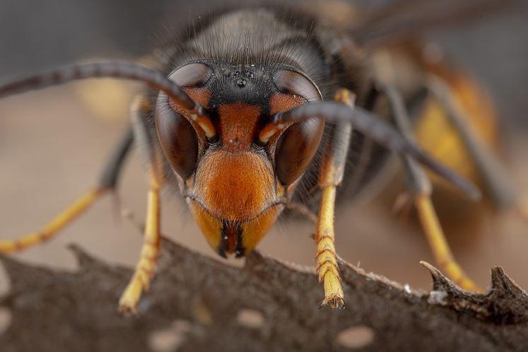Asian hornets in Cork – A race against time
